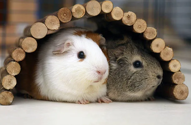 Two Guinea Pig Living Together