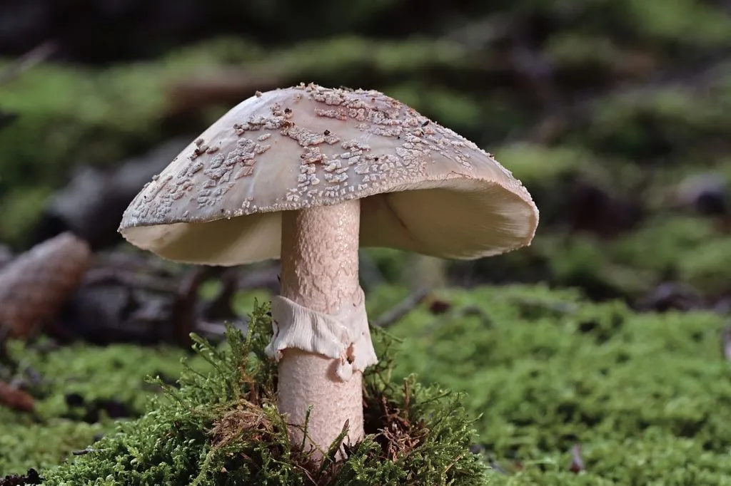A Wild Mushroom, Which Is Among The Harmful Foods For Guinea Pigs