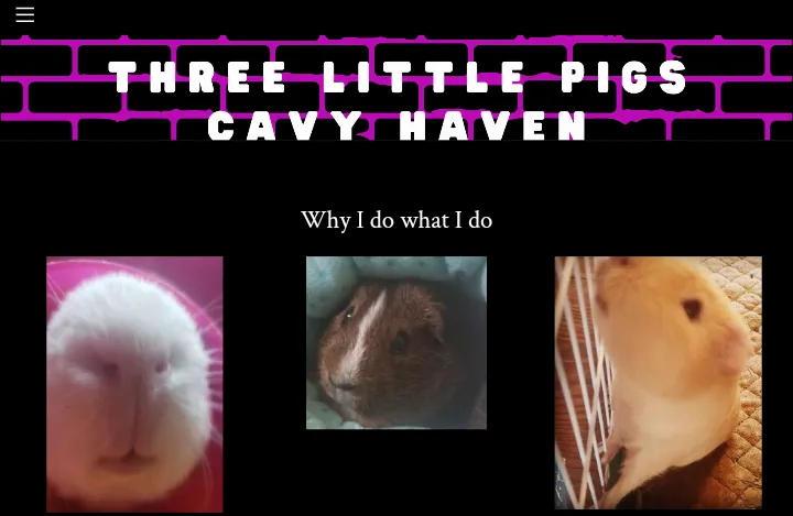 Three Little Pigs Cavy Haven - A Guinea Pig Rescue Center in Louisiana