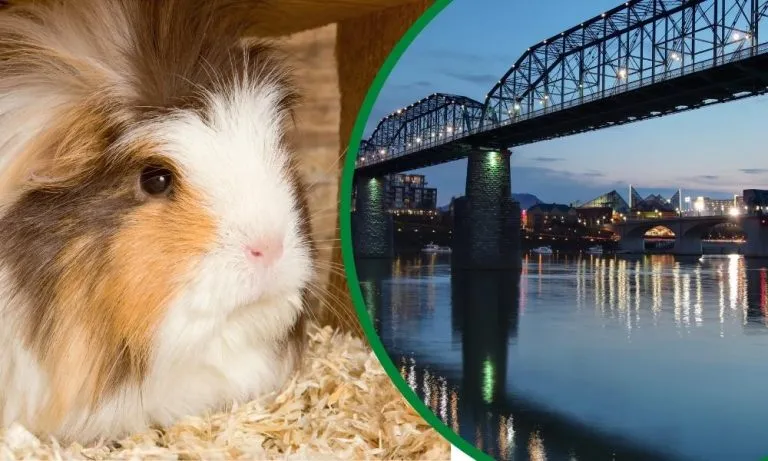 5-best-guinea-pig-rescue-centers-in-tennessee