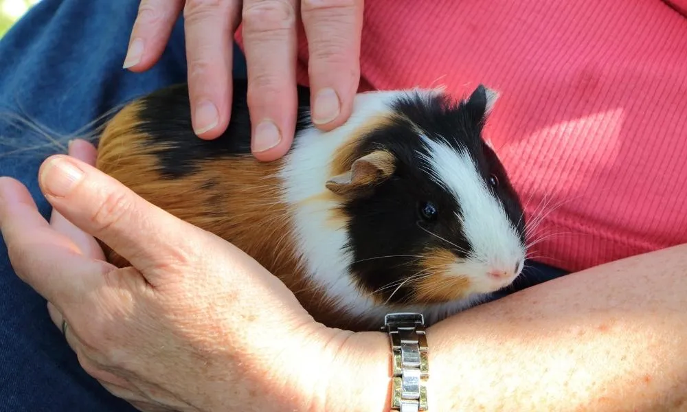 Petting your guinea pigs