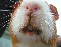 guinea pig with mouth infection