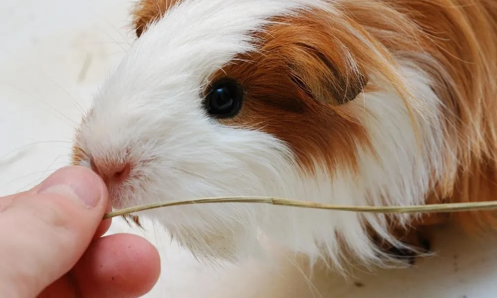 guinea pig following you around and sniffing your hand