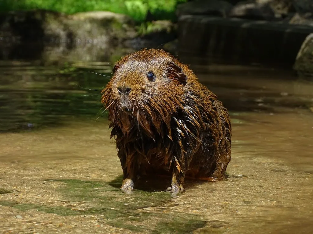 a wet guinea pig in a pond