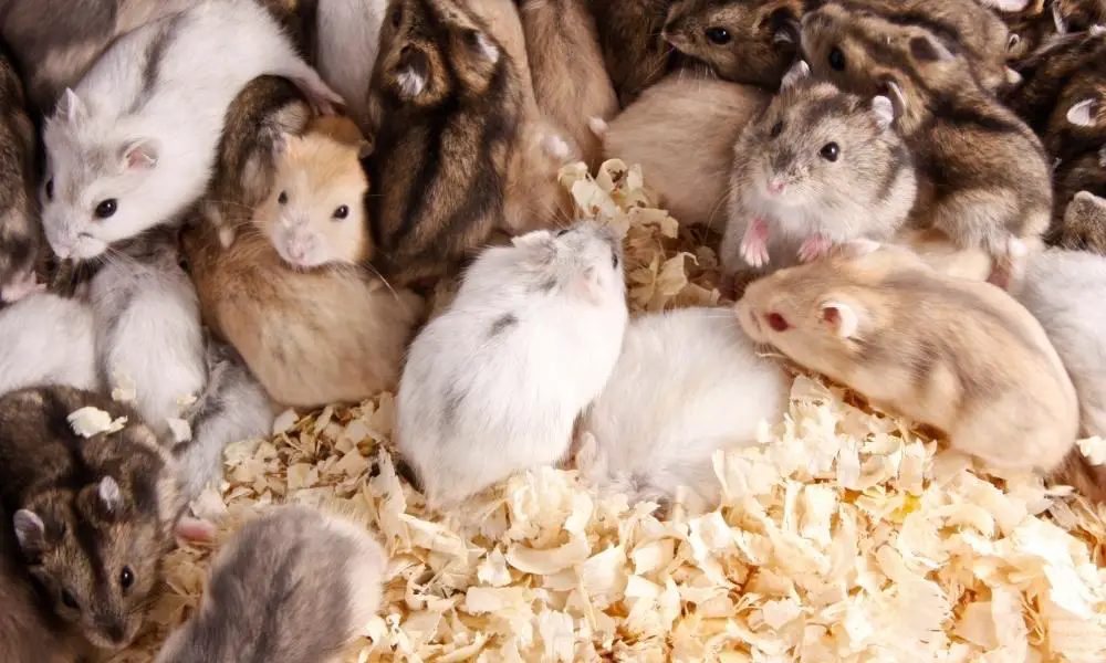 Many Hamsters Playing With Each Other