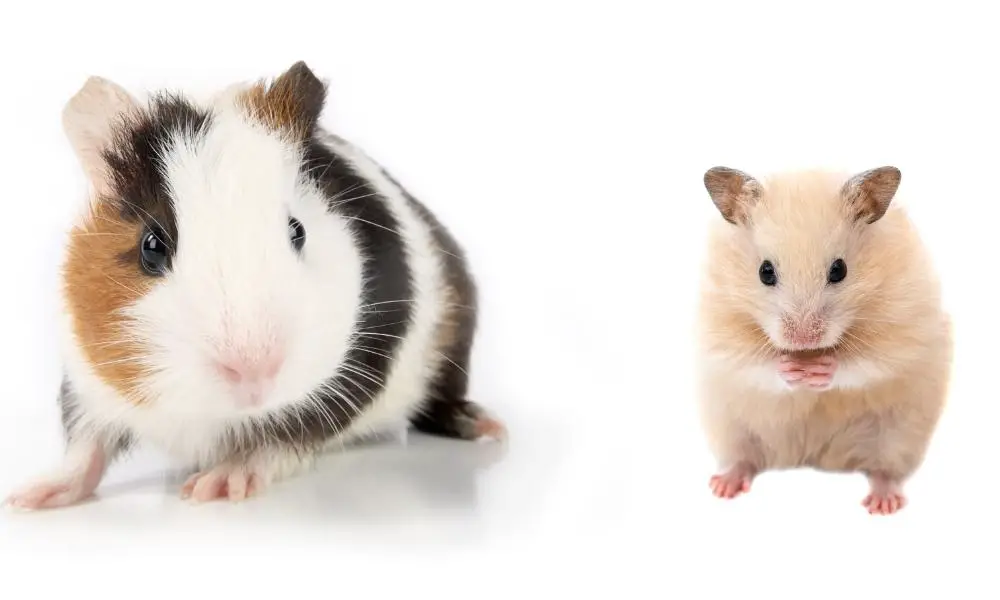 Size Comparison -Guinea Pigs are larger and heavier than hamsters