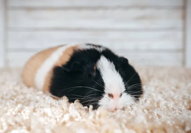 Guinea Pig Sleeping in the Day - Crepuscular Rodents