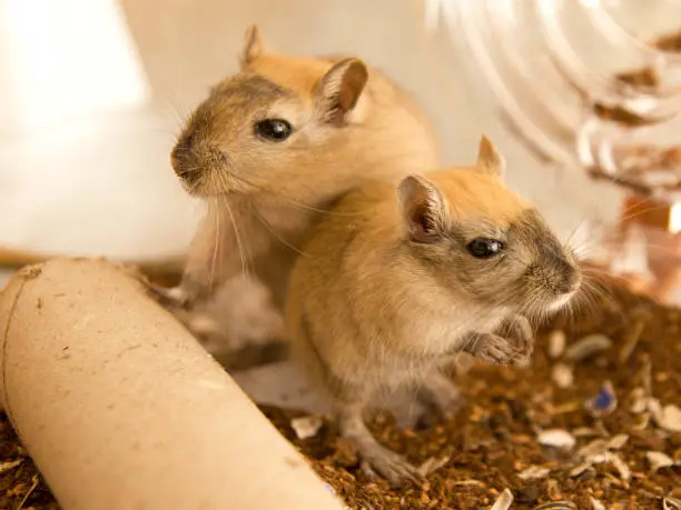 Gerbils - Rodents in the Muridae Family