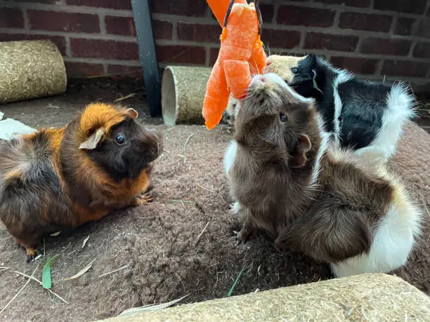 Guinea Pigs Playing and Eating Hanging Carrot