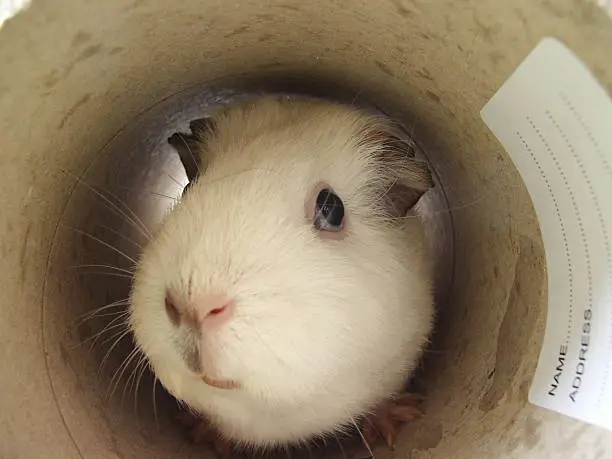Guinea Pig Playing in a Tunnel