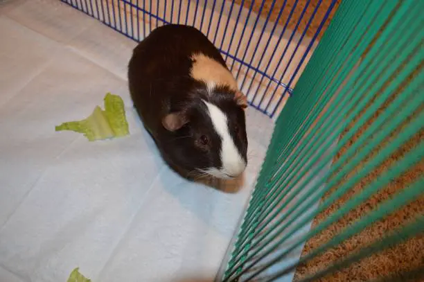 Guinea Pig Playing in a Playpen