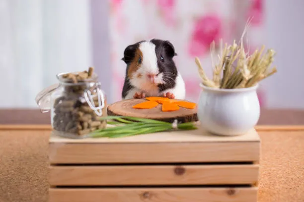 Guinea Pigs Served Plant Foods