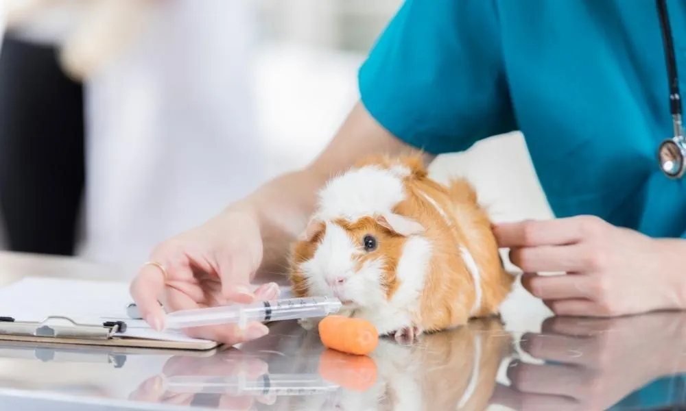 being kind with your guinea pig by feeding them
