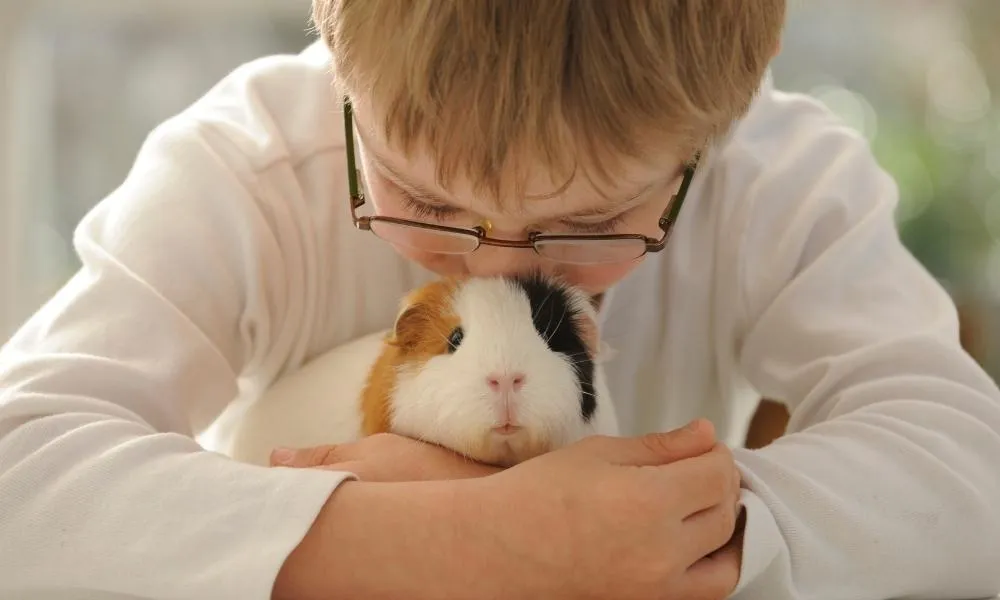 Petting your guinea pig to show love