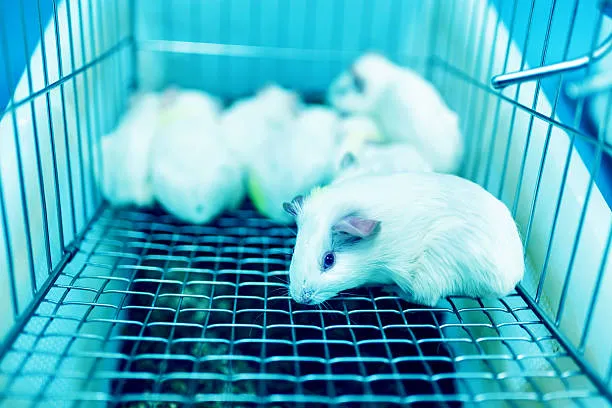 Guinea Pigs Kept in a Cage for Lab Experiments