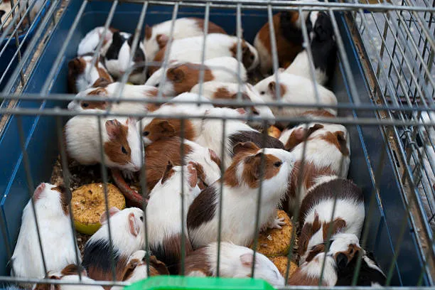 Guinea Pigs in Cage for Sale