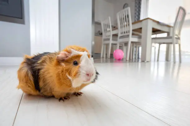 Guinea Pigs Living as a Pet at Home
