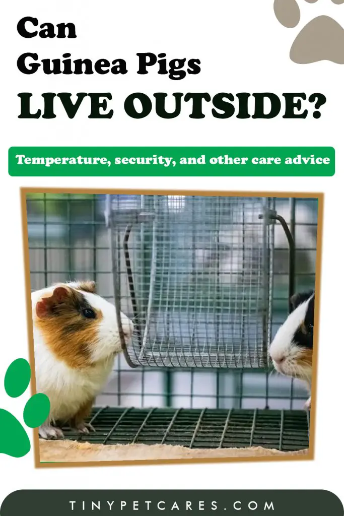 Can Guinea pigs live outside california pinterest pin
