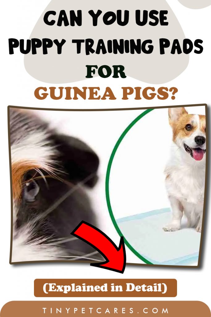 Can You Use Puppy Pads for Guinea Pigs Pinterest Pin