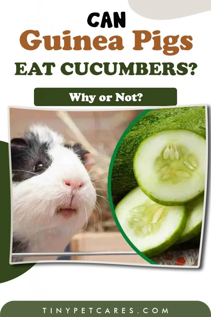 Can guinea pigs eat cucumbers pinterest pin