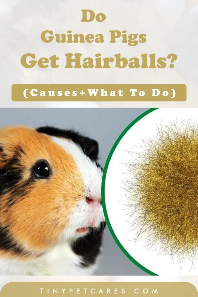 Do Guinea Pigs Get Hairballs Pinterest button