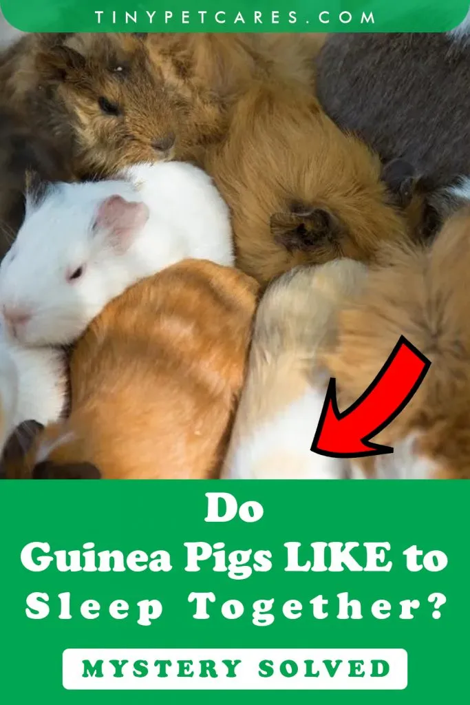 Do Guinea Pigs Like To Sleep Together Pinterest Pin