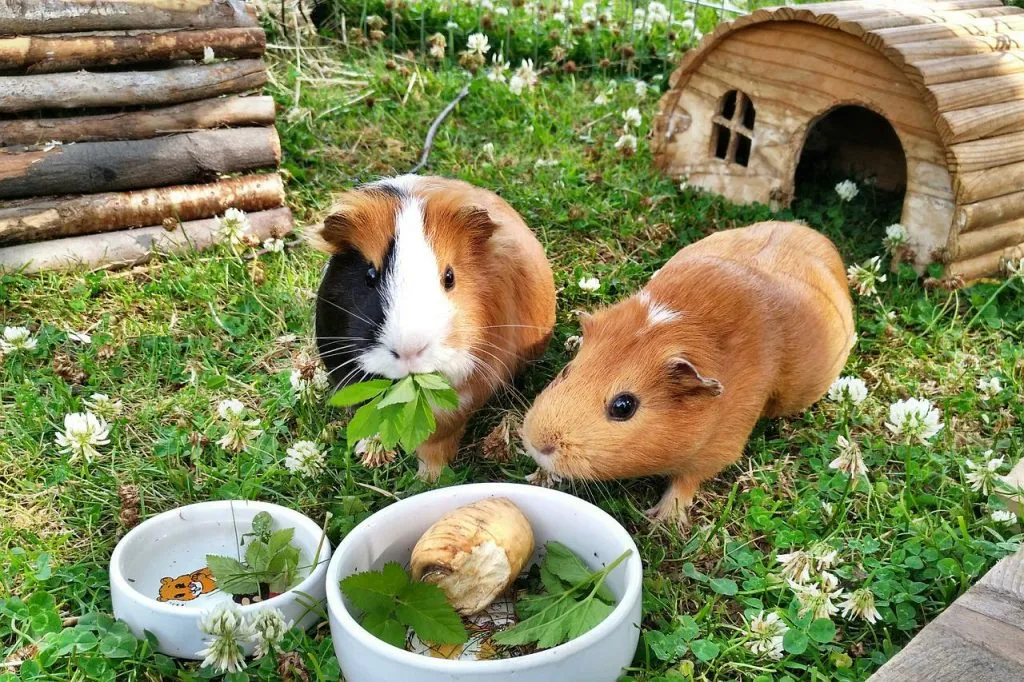 Two Guinea Pigs Eating From Two Bowls