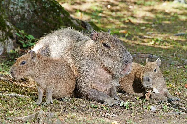 Female Capybara with Two Cubs - Guinea Pigs'Relatives