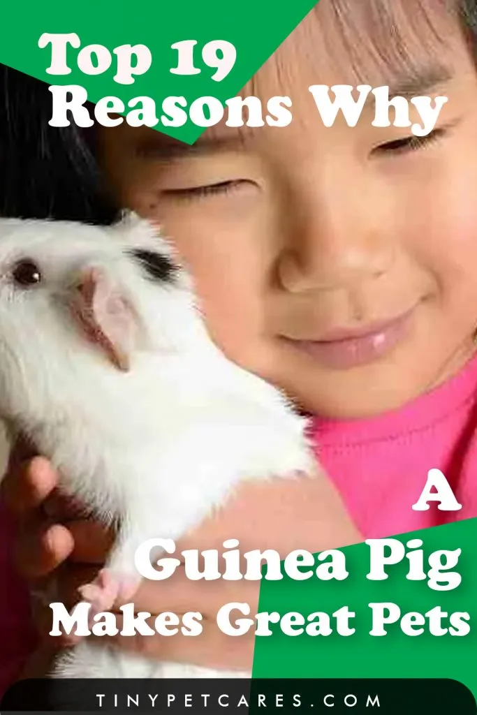 Why A Guinea Pig Makes Great Pets Pinterest Button