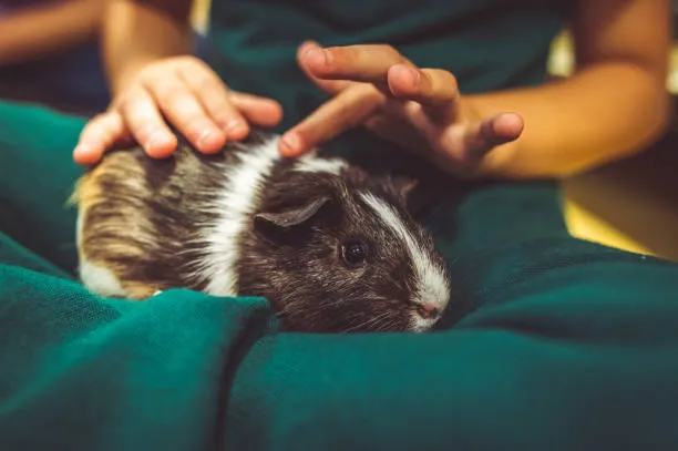 Guinea Pigs Sitting On It's Owners Lap