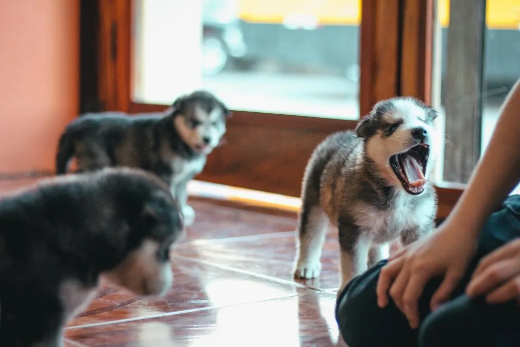 A picture of a dog barking to learn if guinea pigs are afraid of dog barks