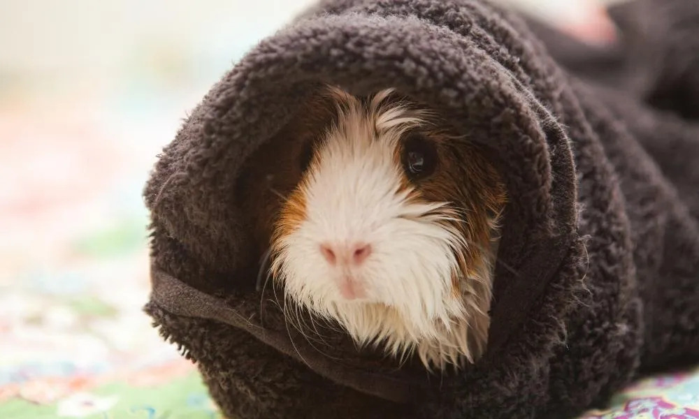 Guinea Pigs & Muslims: 4 Questions Answered!