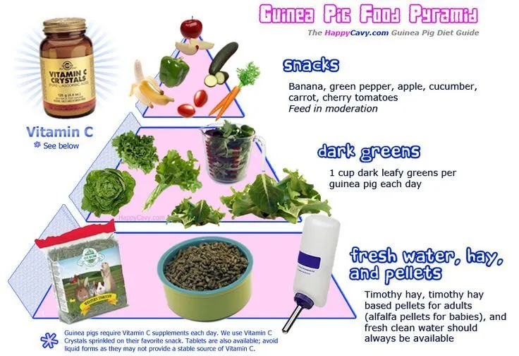 A picture of guinea pig's food chart
