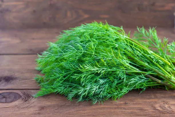 Dill - A Vitamin C-Rich Vegetable for Guinea Pigs 