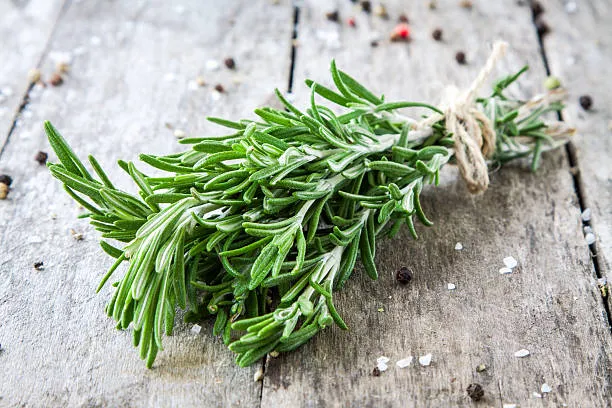 Rosemary - A Vitamin C-Rich Vegetable for Guinea Pigs 