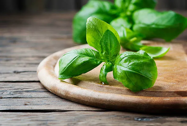 Basil - A Vitamin C-Rich Vegetable for Guinea Pigs 