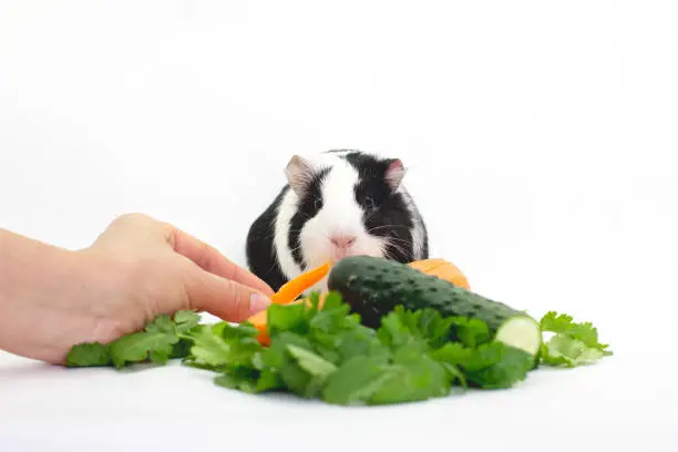 Guinea Pig Eating Vegetables 