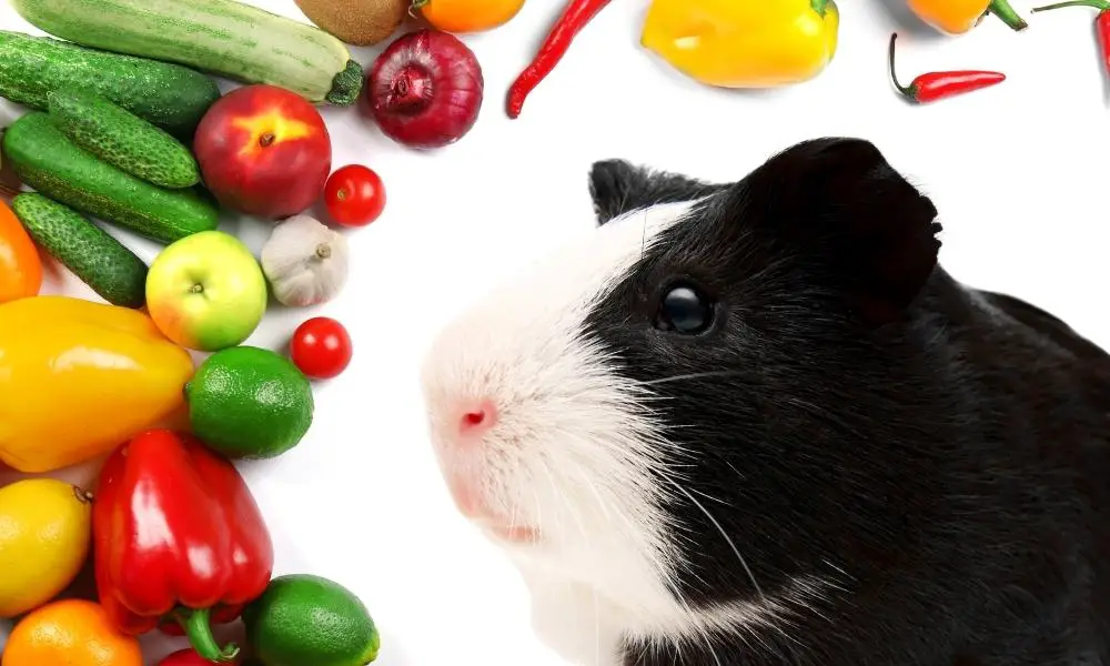 what-food-can-guinea-pigs-eat-daily