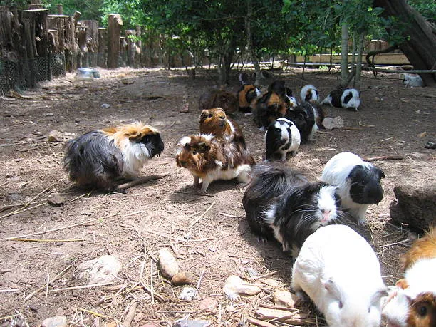 Guinea Pigs on Herd Moving Together 