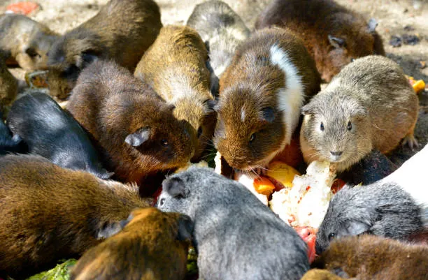 Guinea Pigs on Herd Eating Together 