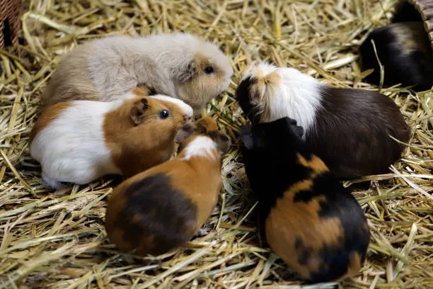 A Family of Guinea Pigs 