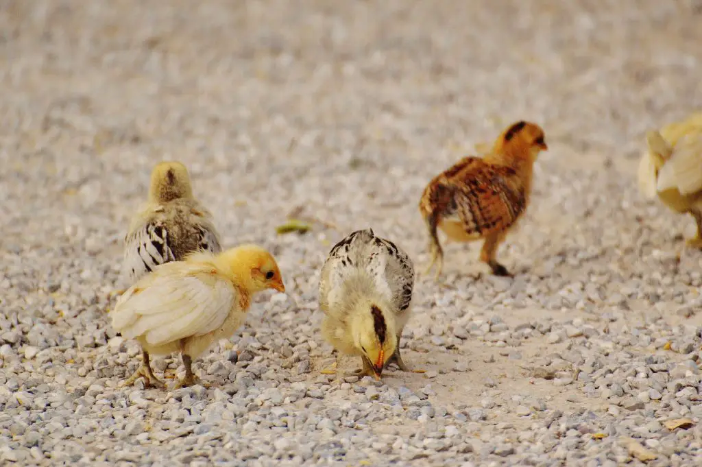 A picture of baby chicks