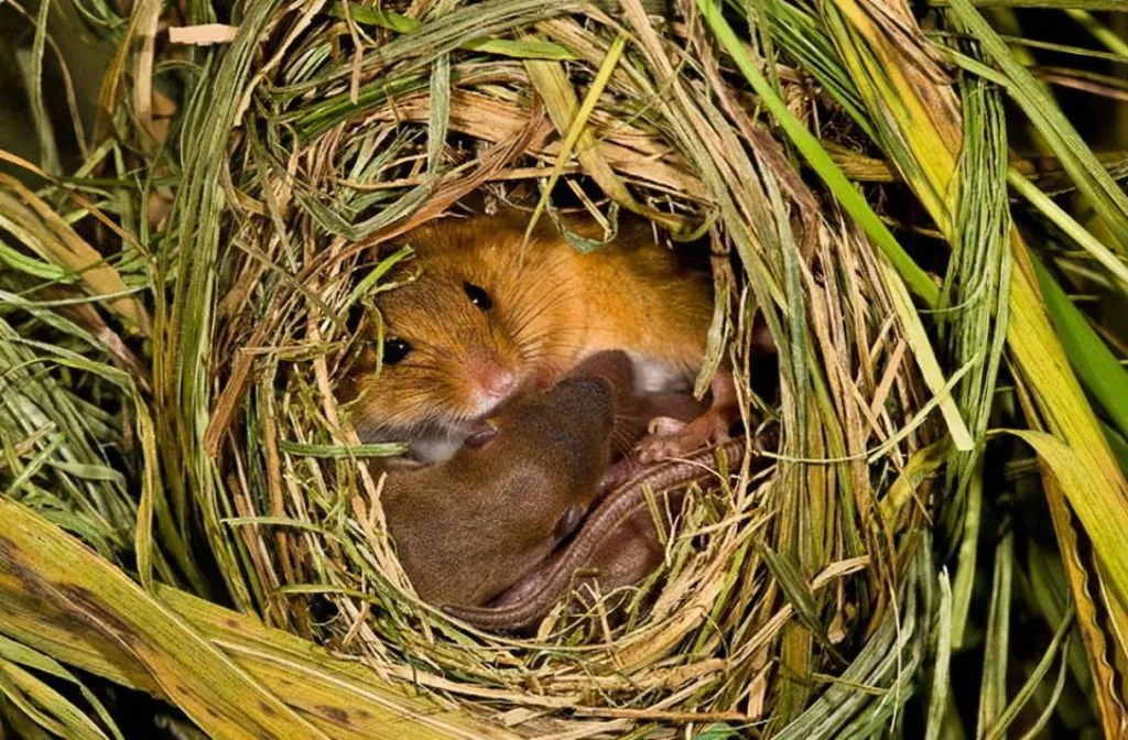 A picture of a mouse nest