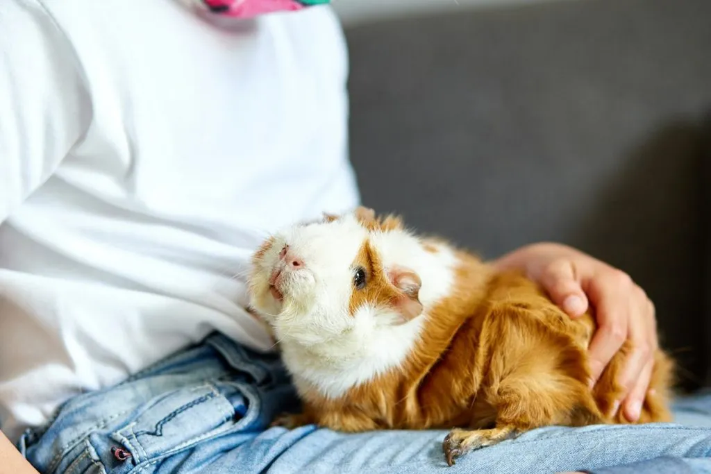 A picture of a guinea pig on lap to teach how to tickle a it