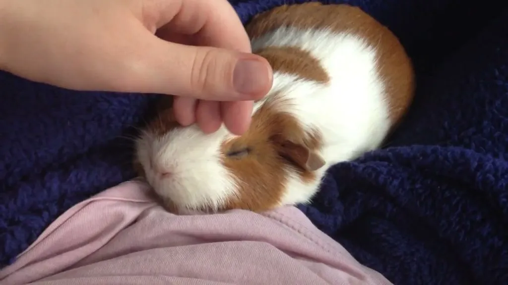 A picture of a person gently touching guinea pig as a way to tickle it