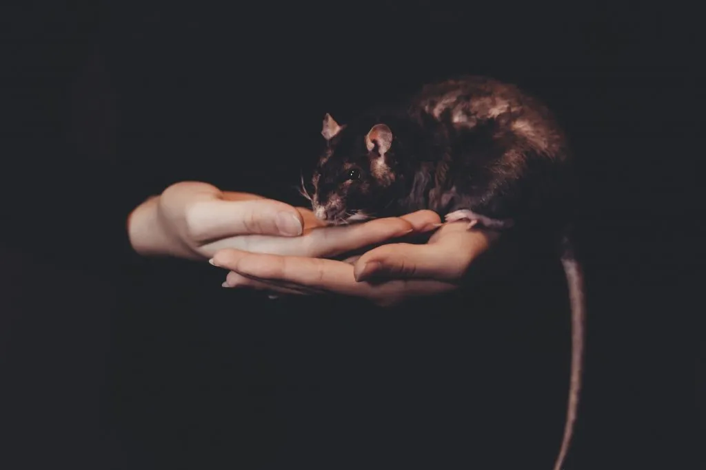 A picture of a baby mouse to reunite it with its mother