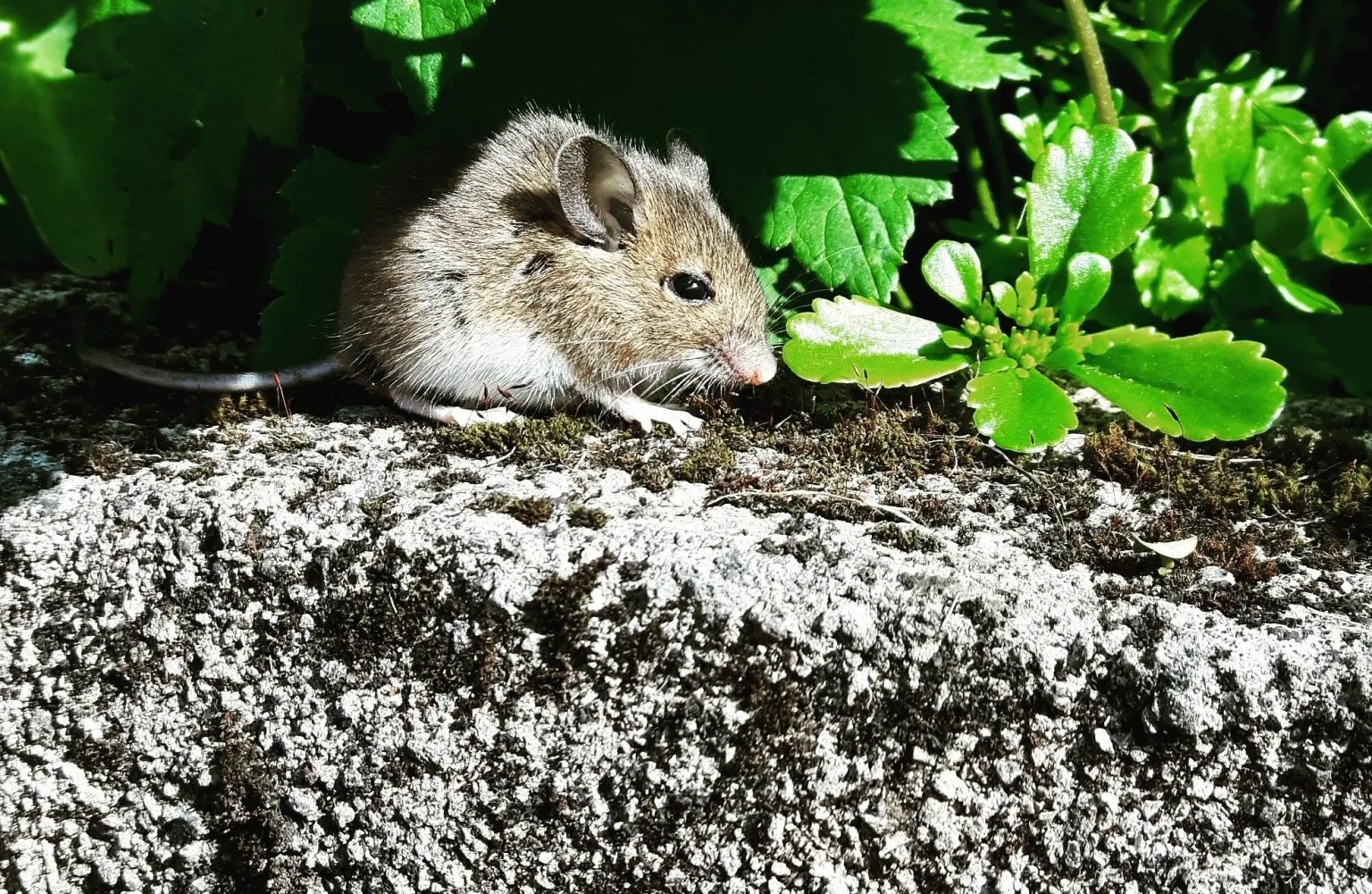 Do Wild Mice Move Their Babies