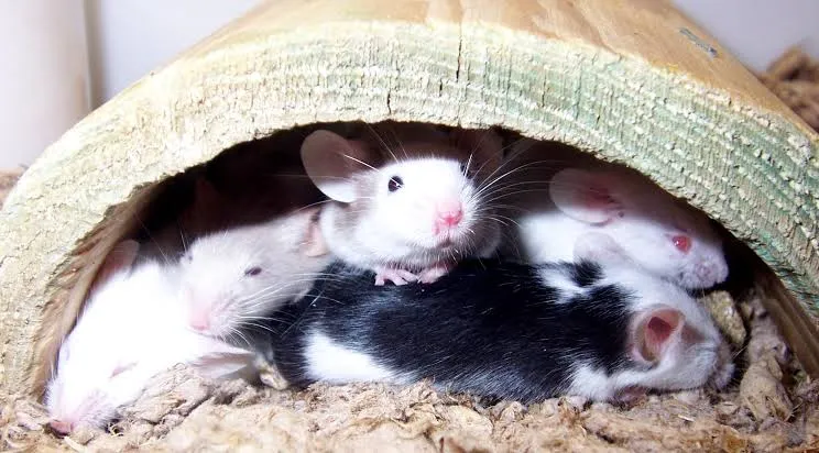 A group of mice hiding in their nest.