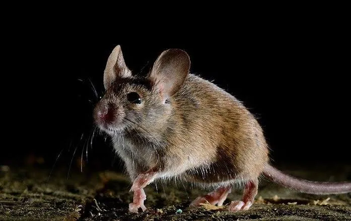 A mouse about to jump because of night predators.