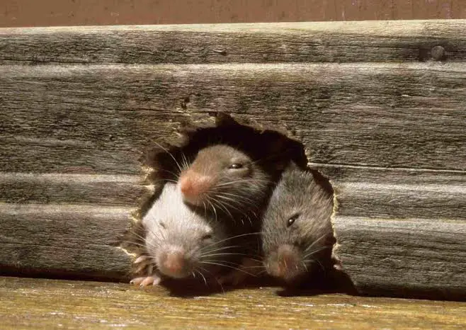 A group of three mice travelling together out of their nest.